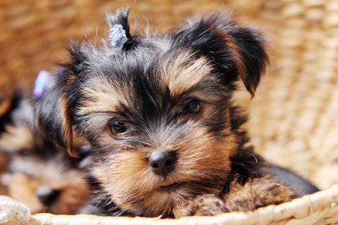 Yorkie looking at you