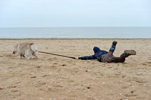 Boy being dragged across a beach by a dog.