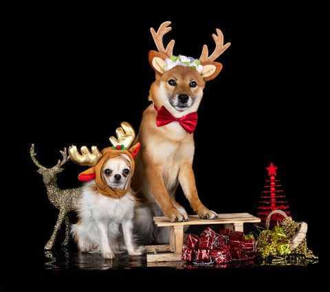 Shiba Inu and Chihuahua as reindeer