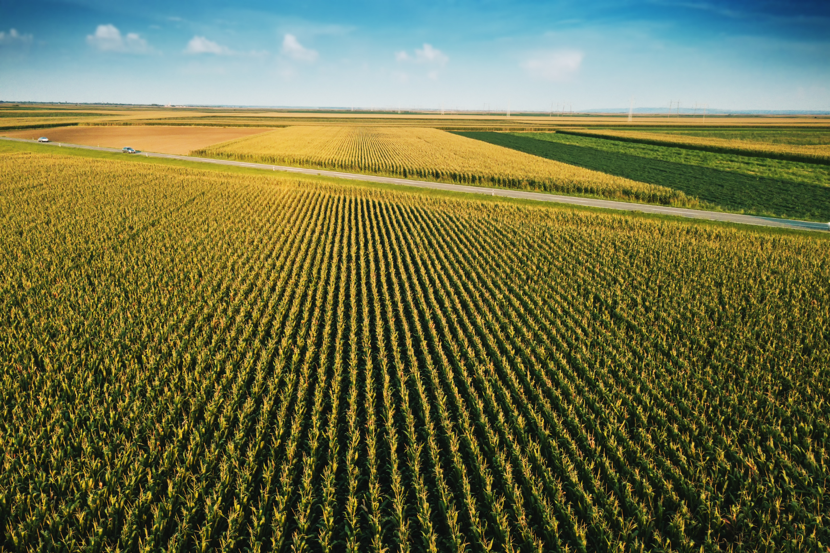 Bird's eye view of multiple fields of corn. Yellow and green mixture. Bright day.