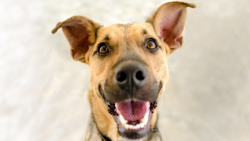 German Shepherd dog with his mouth open in what looks like a big smile