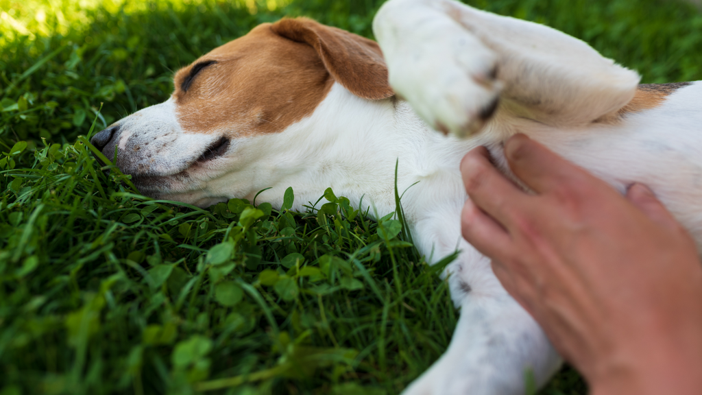 Dog lying on its back on the grass