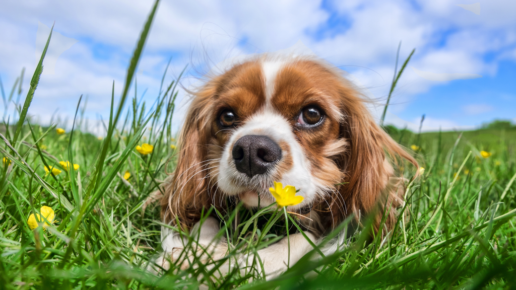 Dog laying on a grass field