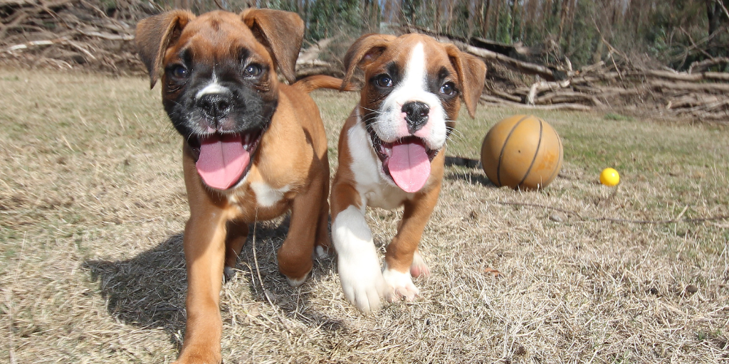 Two boxer puppies running side by side