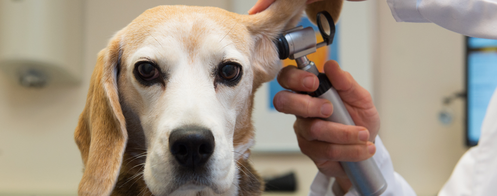 dog having its ears examined by a veterinarian