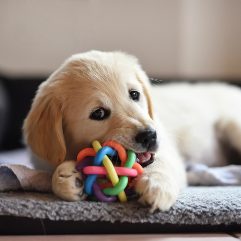 Dog chewing a toy