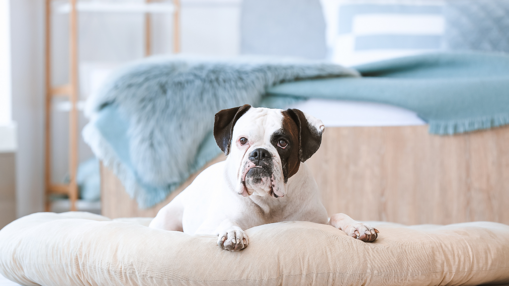 Old boxer lying on a couch