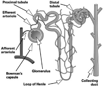 Diagram of a dog's kidney