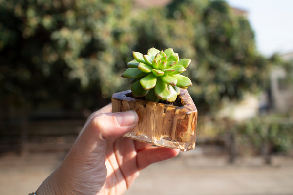 Resin succulent planter made with woodchips mulched in Sun Joe woodchipper