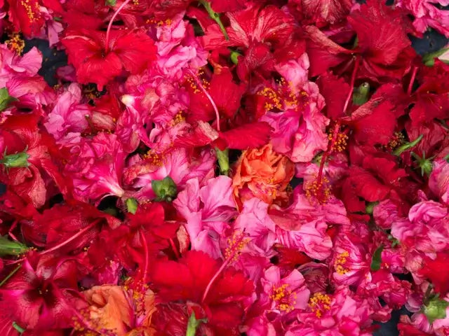 Hibiscus Leaf Extract 