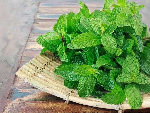 Mint