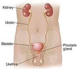 men's urinary tract anatomy