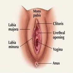 urethra diagram