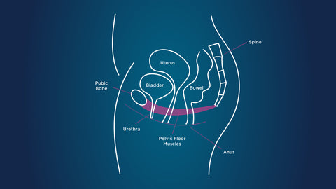 Anatomy of women’s pelvic floor muscle