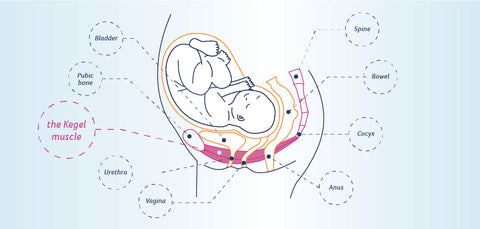 Pregnancy Diagram