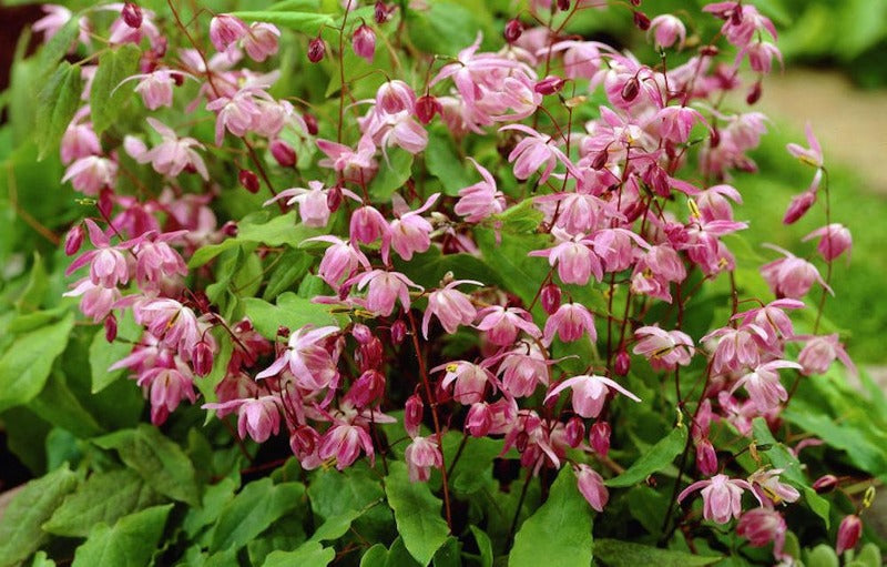 10 Manfaat Epimedium, Bahan Alami Solusi Masalah Pria