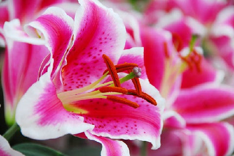 Ketahui Fakta Dan Manfaat  Bunga  Lily SAFA Flower and Bouquet