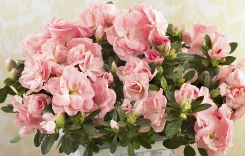 6 Jenis Bunga Terbaik untuk Hadiah Hari Ibu
