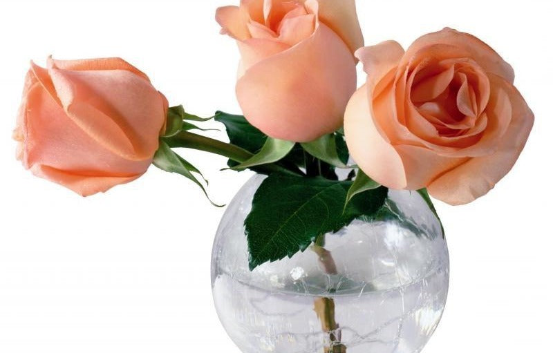 Download Gambar Bunga  Mawar Layu Koleksi Gambar Bunga 