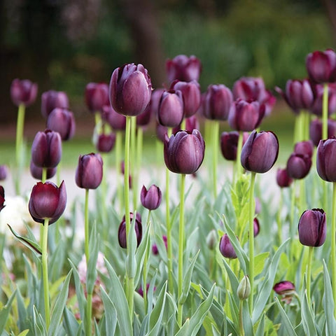 Fakta Unik Tentang Bunga  Tulip  AsmaraKu