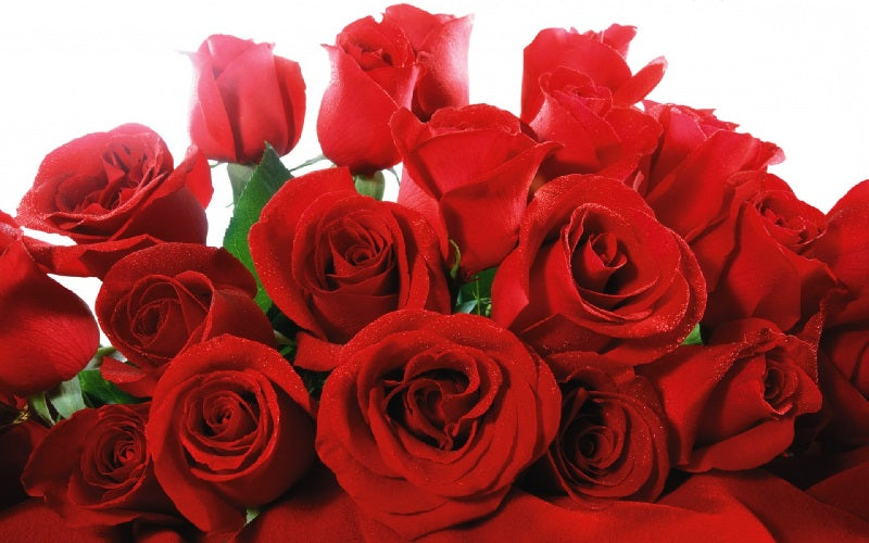 Ini Manfaat Bunga Mawar Merah Untuk Kesehatan & Kecantikan ...