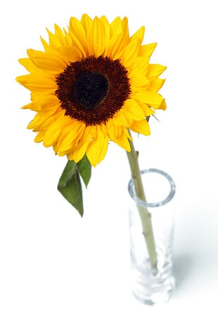 jual karangan bunga matahari lengkap
