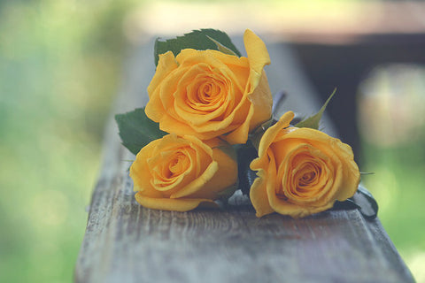 Arti Bunga Mawar Kuning Asmaraku