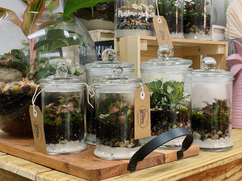 Tutorial: Spice Jar Mini Terrariums