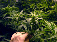 Cannabis Grows: Indoor vs Outdoor