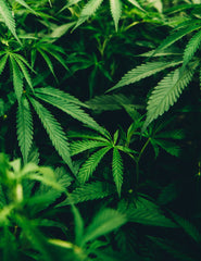 Four Essential Cannabis Tutorials