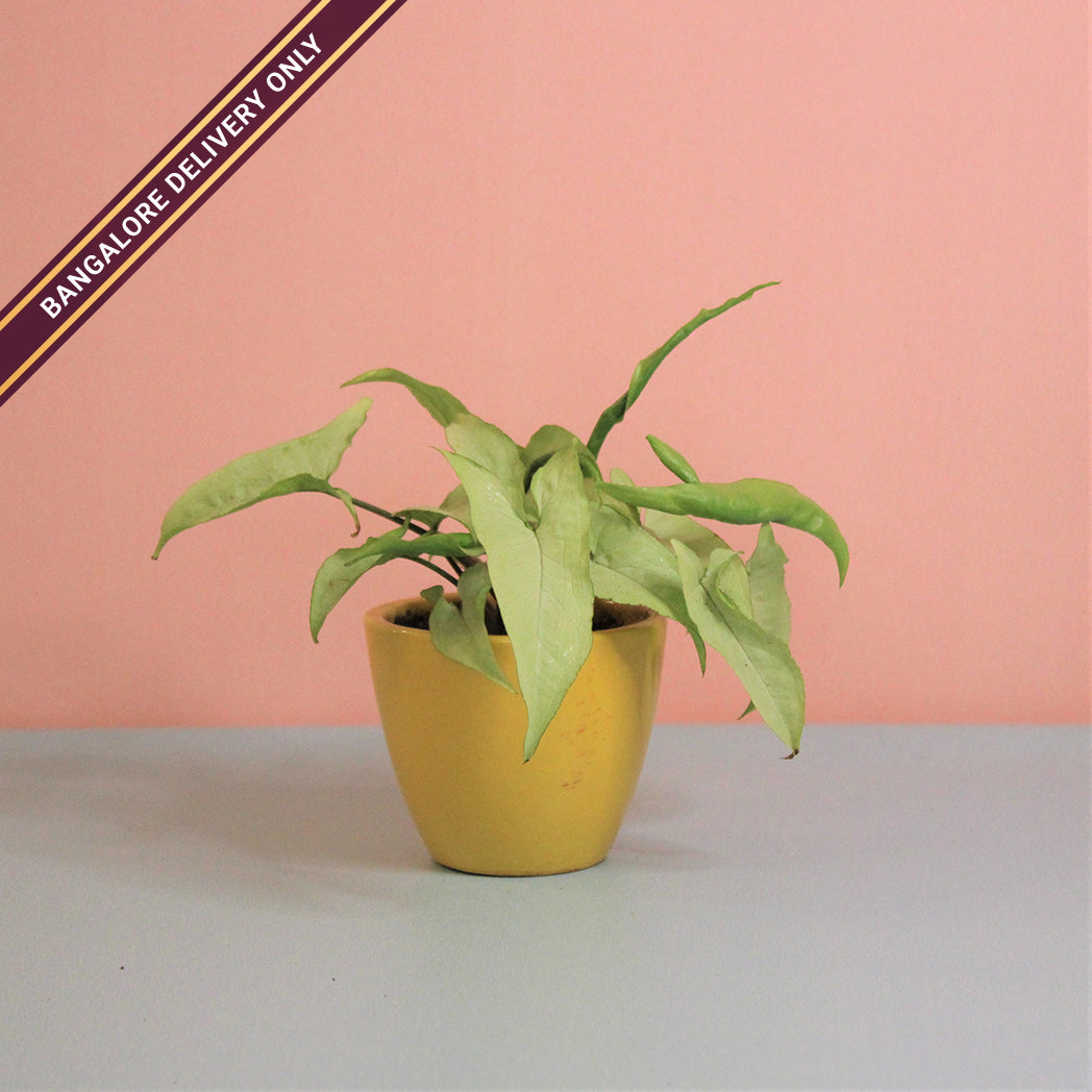 Indoor Plant in a Medium Yellow Ceramic Pot