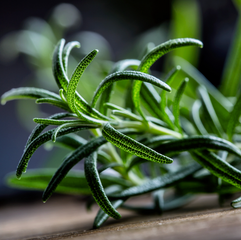 rosemary camellias dream wonder drops