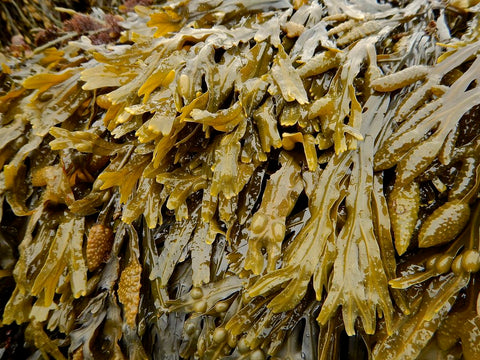 bladderwrack