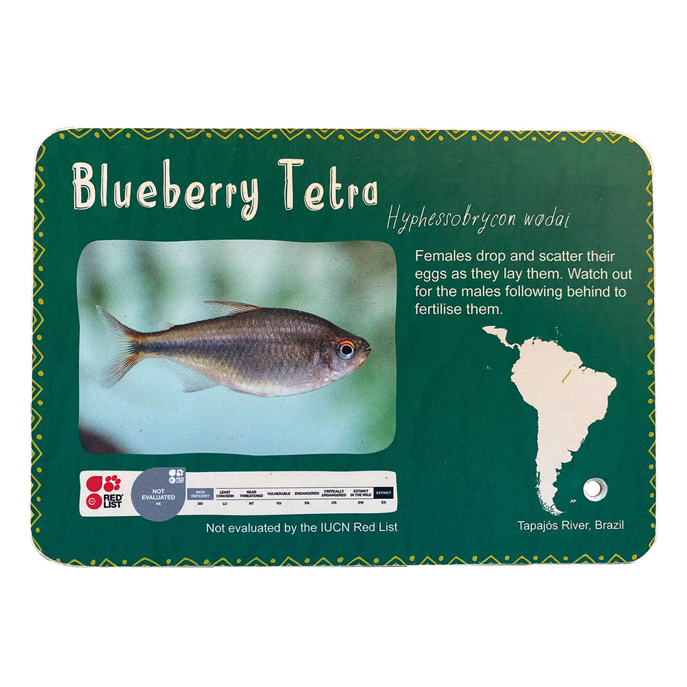 
                
                    Load image into Gallery viewer, Slender Hemiodus &amp;amp; Blueberry Tetra Double Sided Sign
                
            