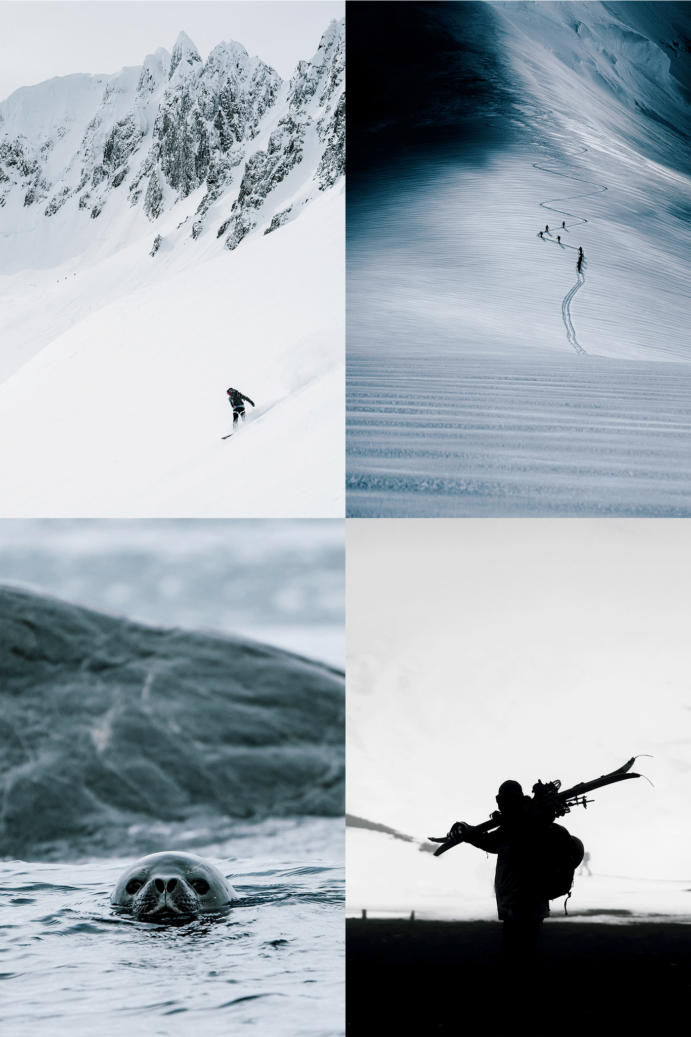 (top left)split boarder in scenic skin track (top right) moody skin track (bottom left) seal face emerging from water (bottom right) black and white skier profile