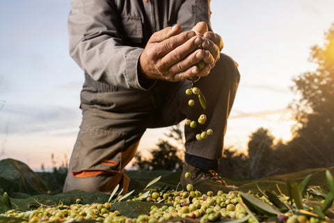 terra d'oliveres