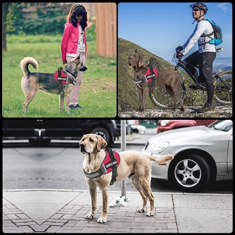 personalized dog harness and leash