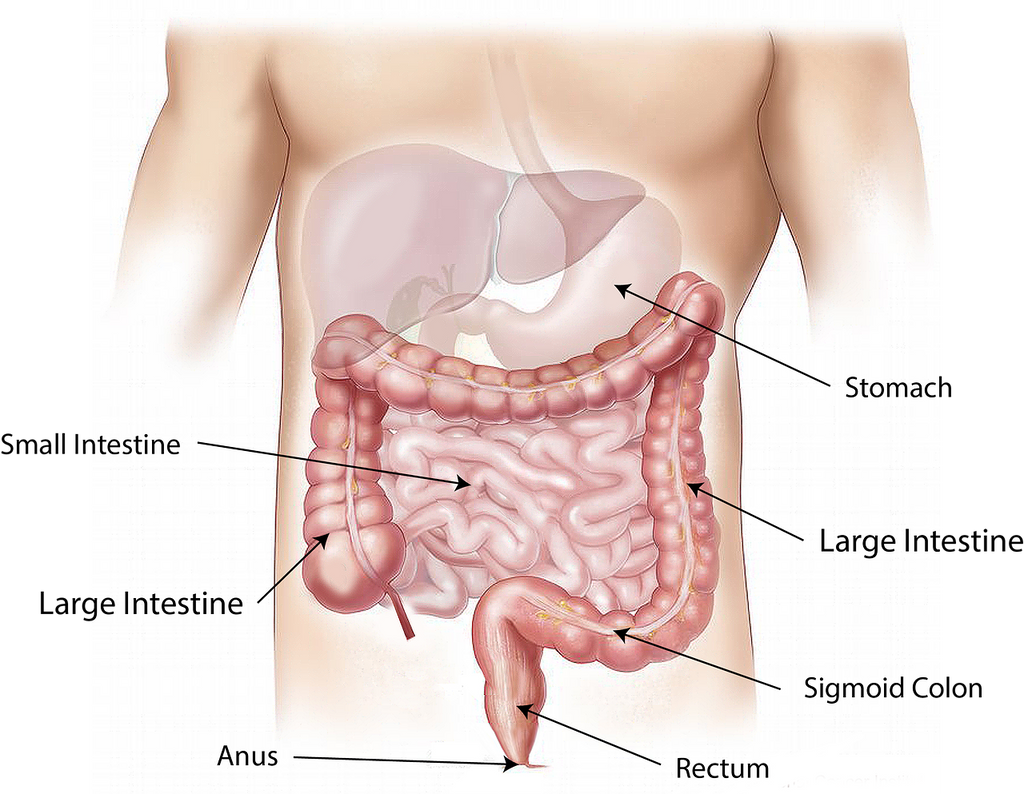 model of digestive tract showing large and small intestines
