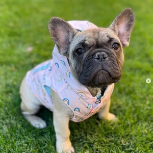 In the Clouds Print Reversible Raincoat for Dogs - AKC Museum of the Dog Store