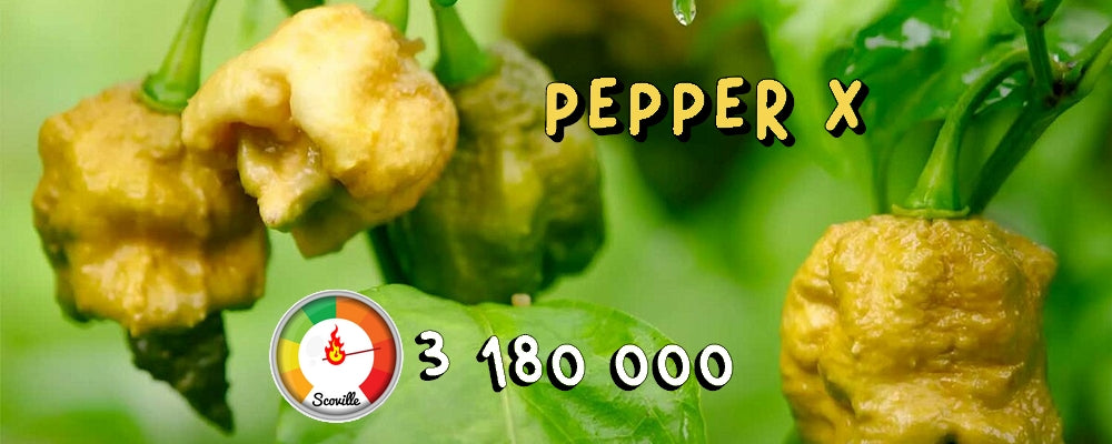 Piment Pepper X