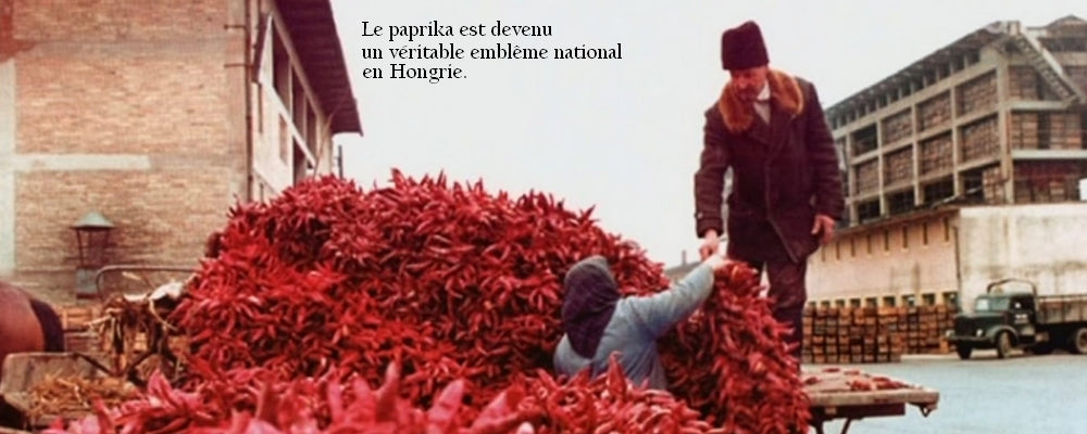 Le paprika, véritable emblême national en Hongrie