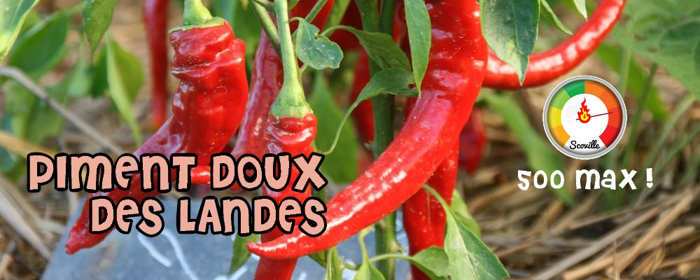 Piment doux des Landes