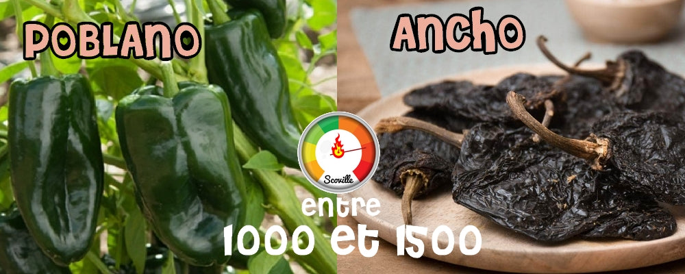 Piments Poblano et Ancho