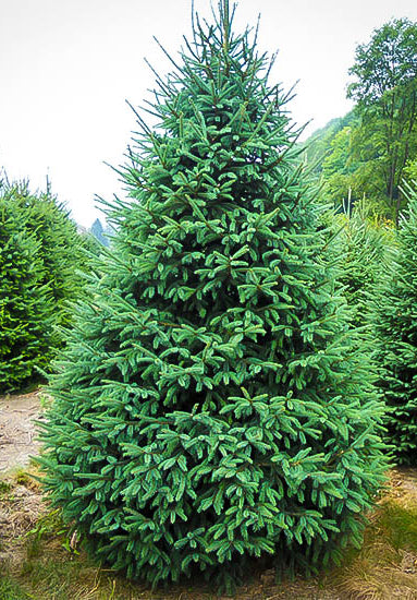 Colorado Blue Spruce Seedlings 8-14″ /20-35cm – H. Richardson Farms Ltd.