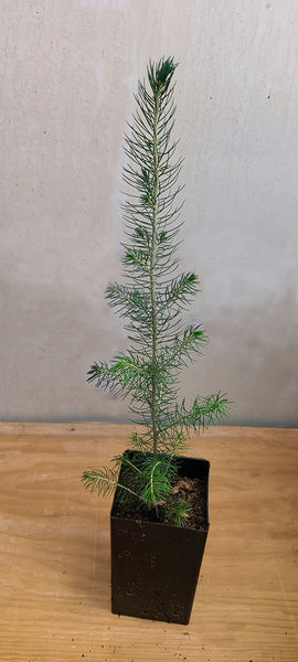 norway spruce seedlings near me