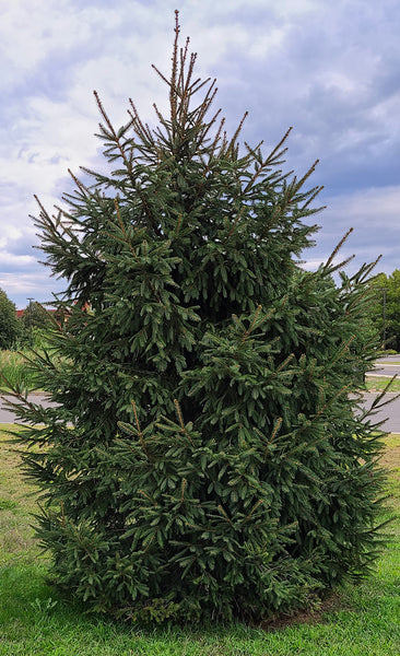 Colorado Blue Spruce Seedlings 8-14″ /20-35cm – H. Richardson Farms Ltd.