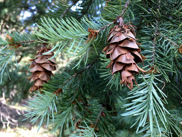 doug fir seedlings