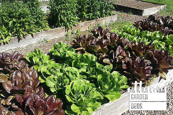 raised garden bed lettuce harvest