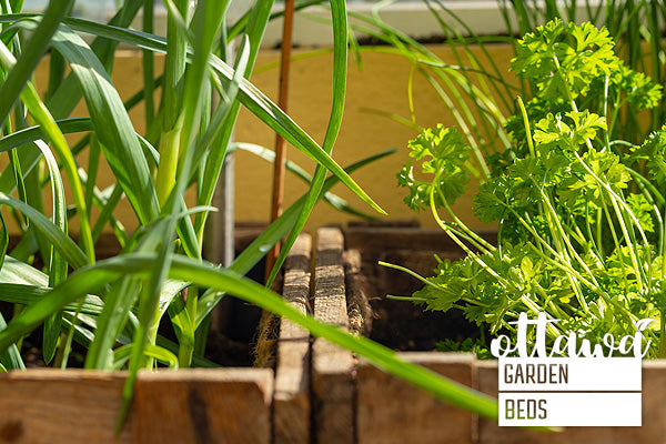 raised garden bed parsley