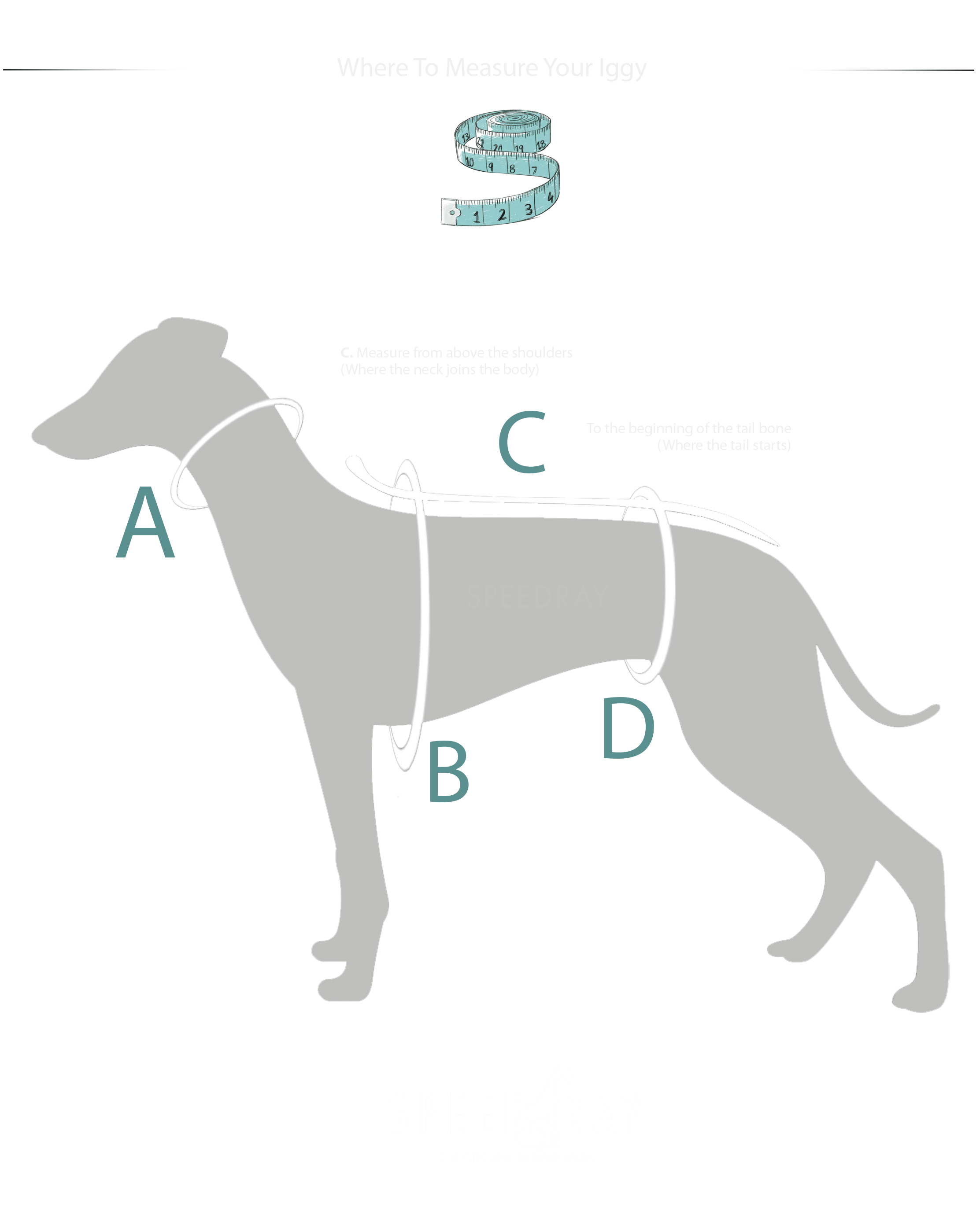 Italian Greyhound Size Chart